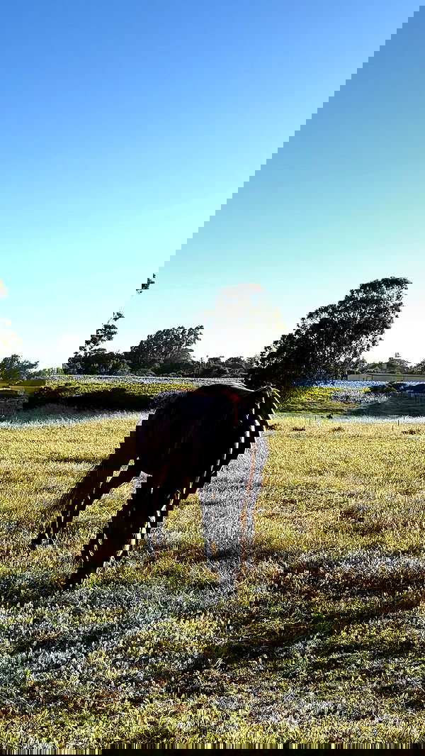 carolinezalog carolinezalog archive image