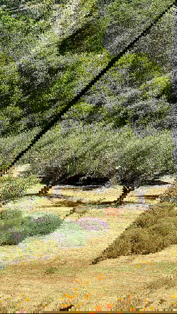 carolinezalog carolinezalog archive image