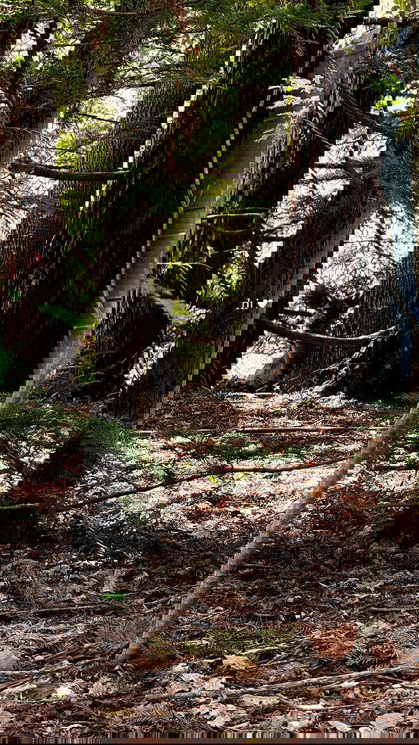 carolinezalog carolinezalog archive image