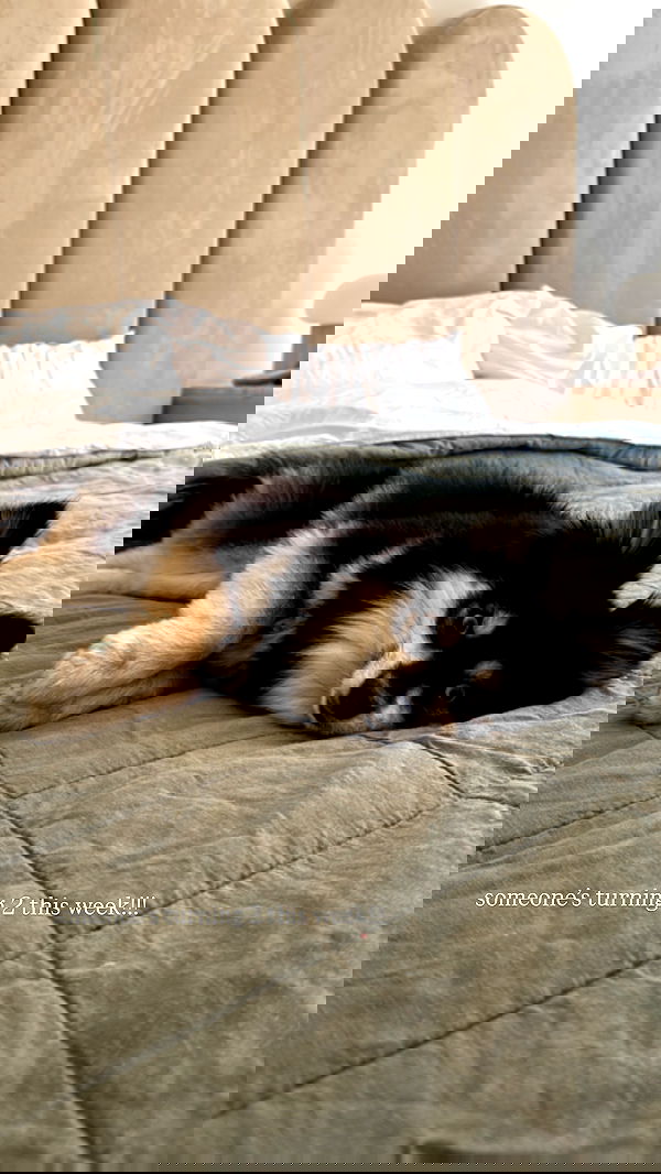 carolinezalog carolinezalog archive image