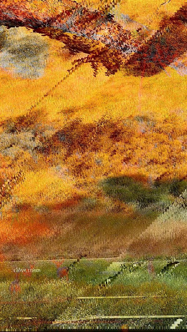 carolinezalog carolinezalog archive image