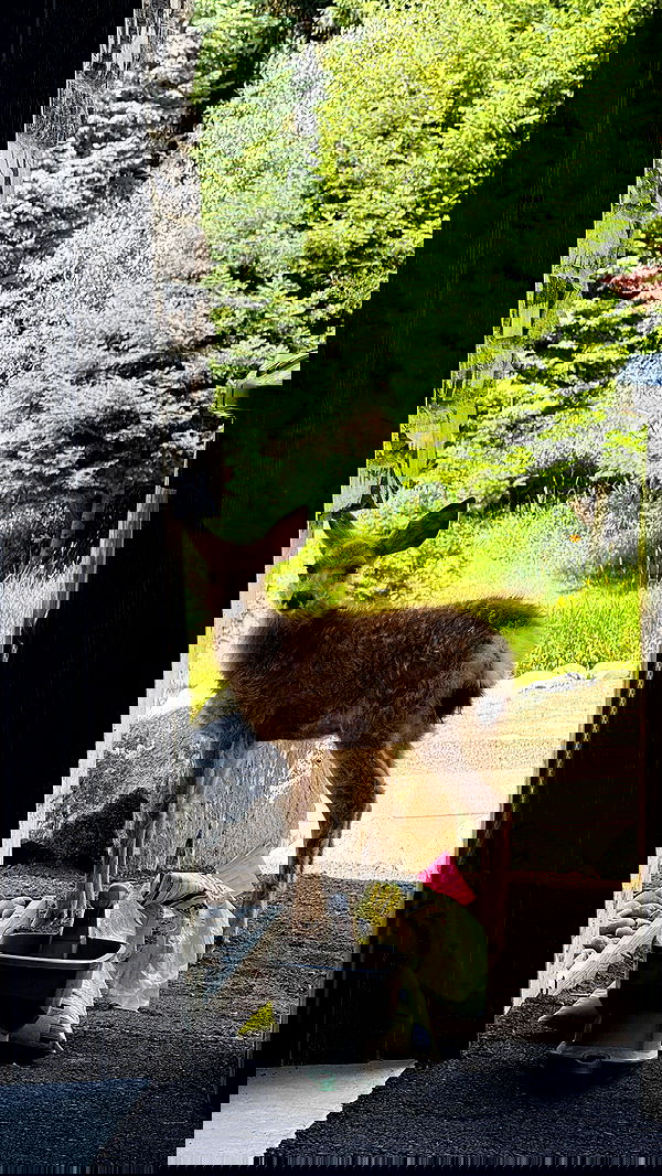 carolinezalog carolinezalog archive image