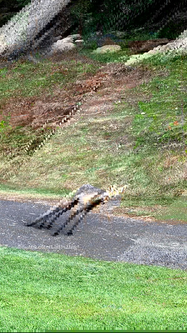 carolinezalog carolinezalog archive image