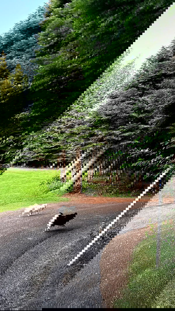 carolinezalog carolinezalog archive image