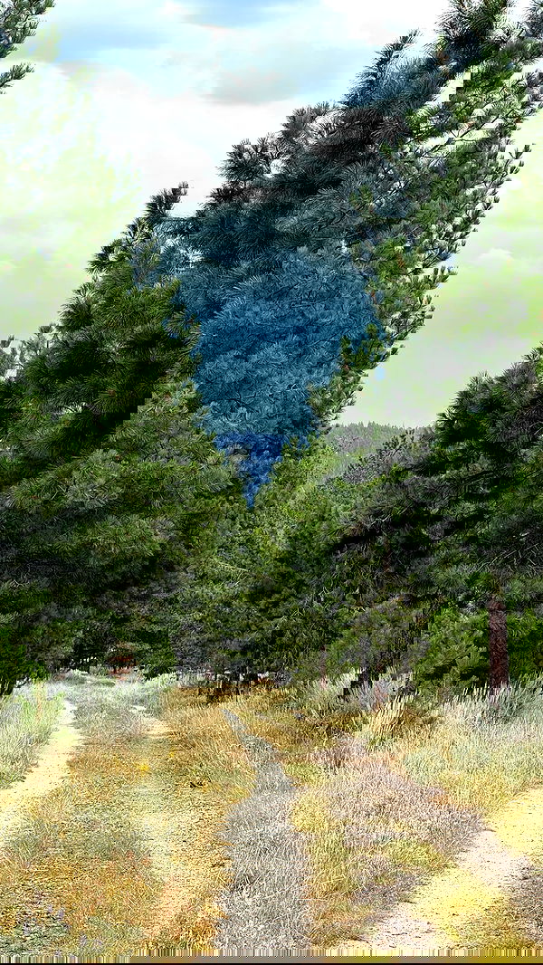 carolinezalog carolinezalog archive image