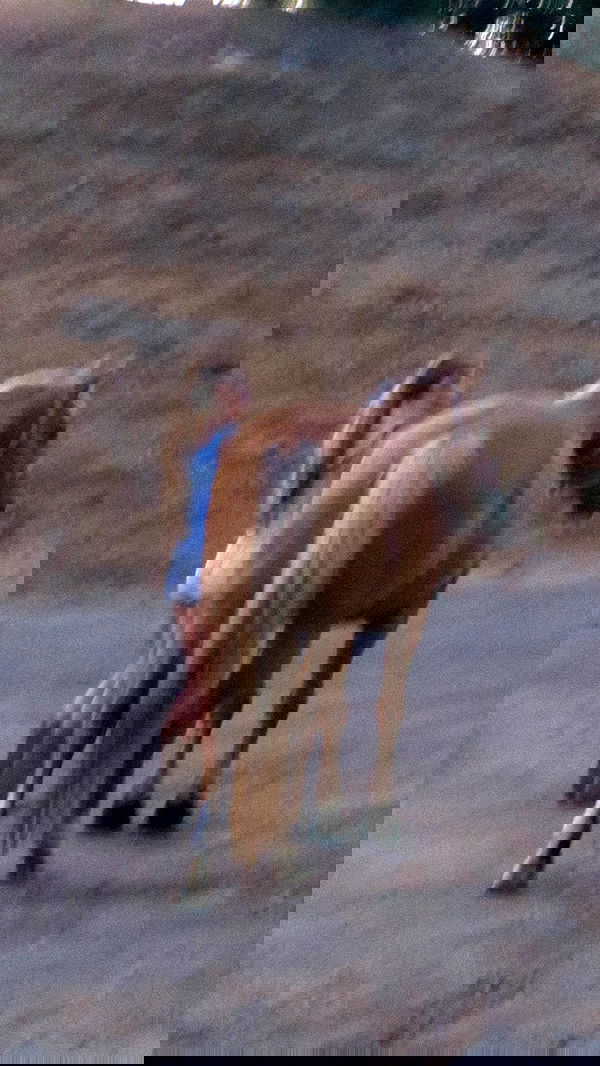 carolinezalog carolinezalog archive image