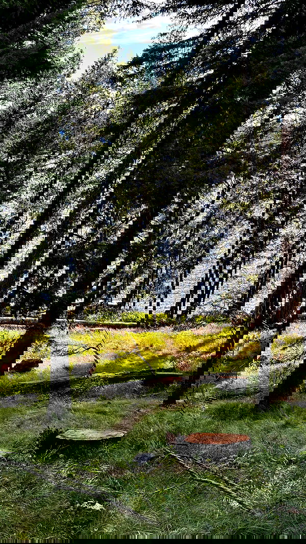 carolinezalog carolinezalog archive image