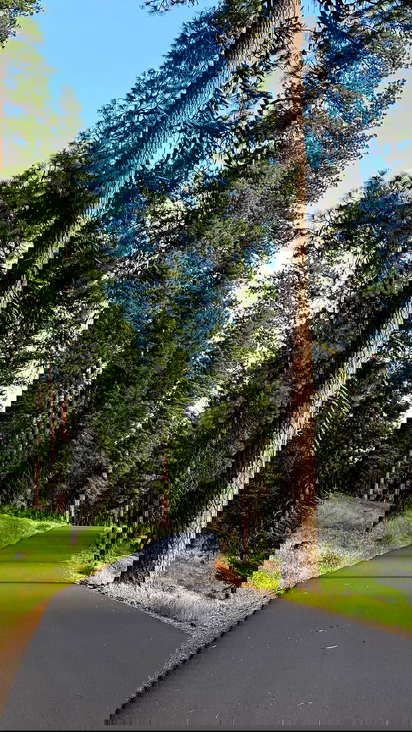 carolinezalog carolinezalog archive image