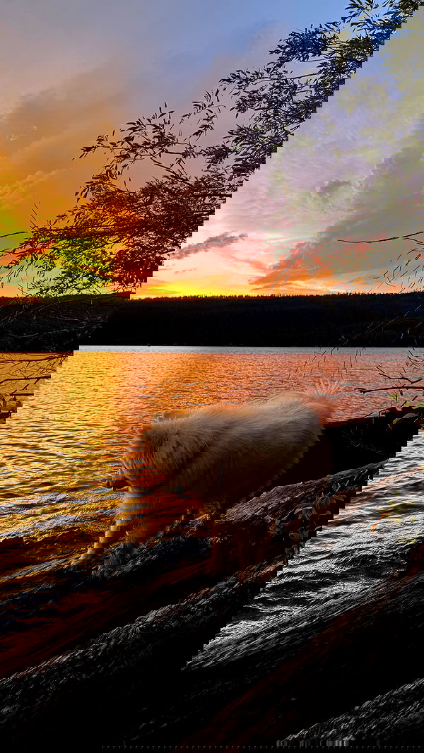 carolinezalog carolinezalog archive image