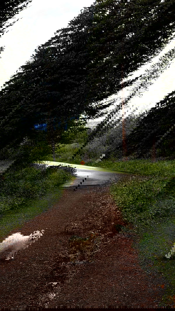 carolinezalog carolinezalog archive image