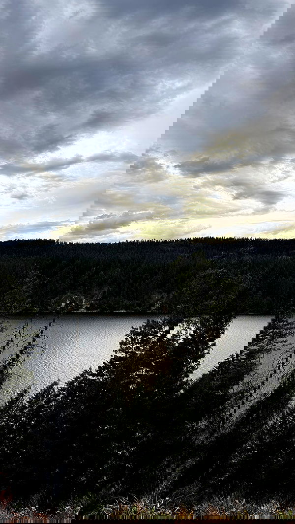 carolinezalog carolinezalog archive image