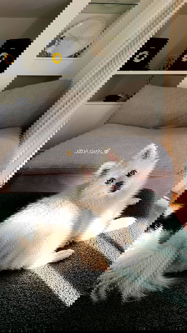 carolinezalog carolinezalog archive image