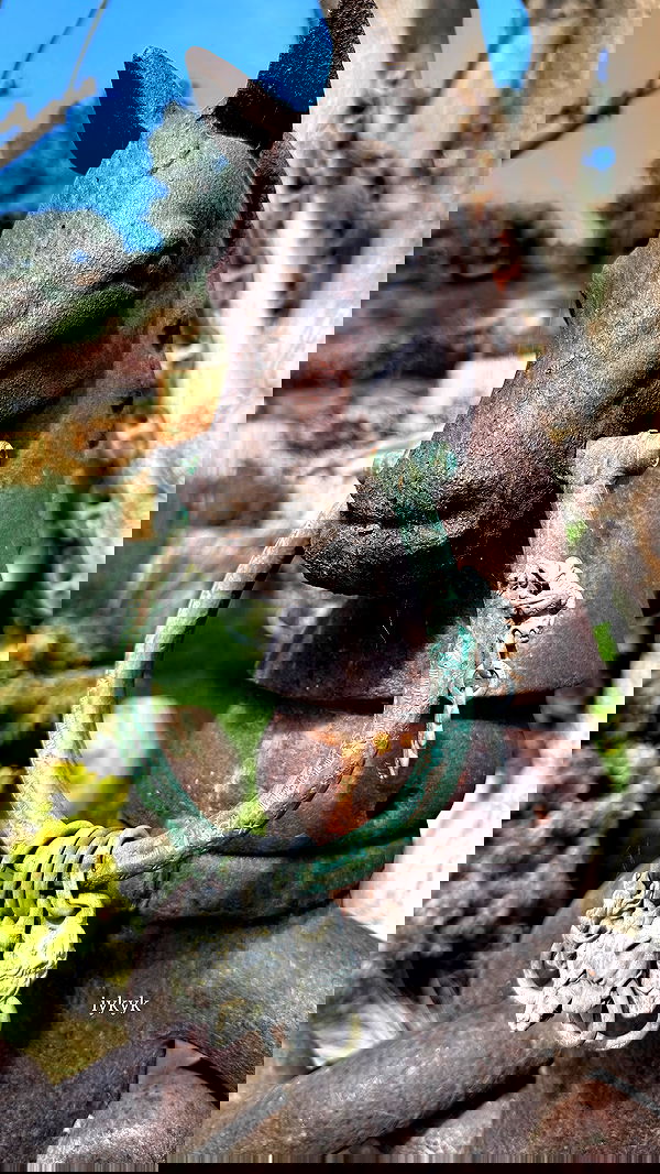 carolinezalog carolinezalog archive image