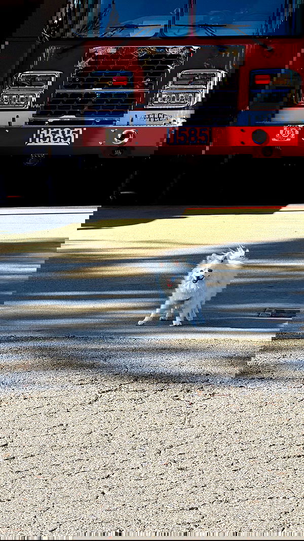 carolinezalog carolinezalog archive image