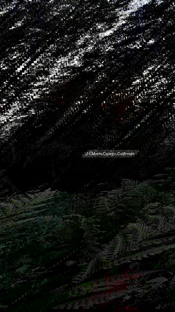 carolinezalog carolinezalog archive image