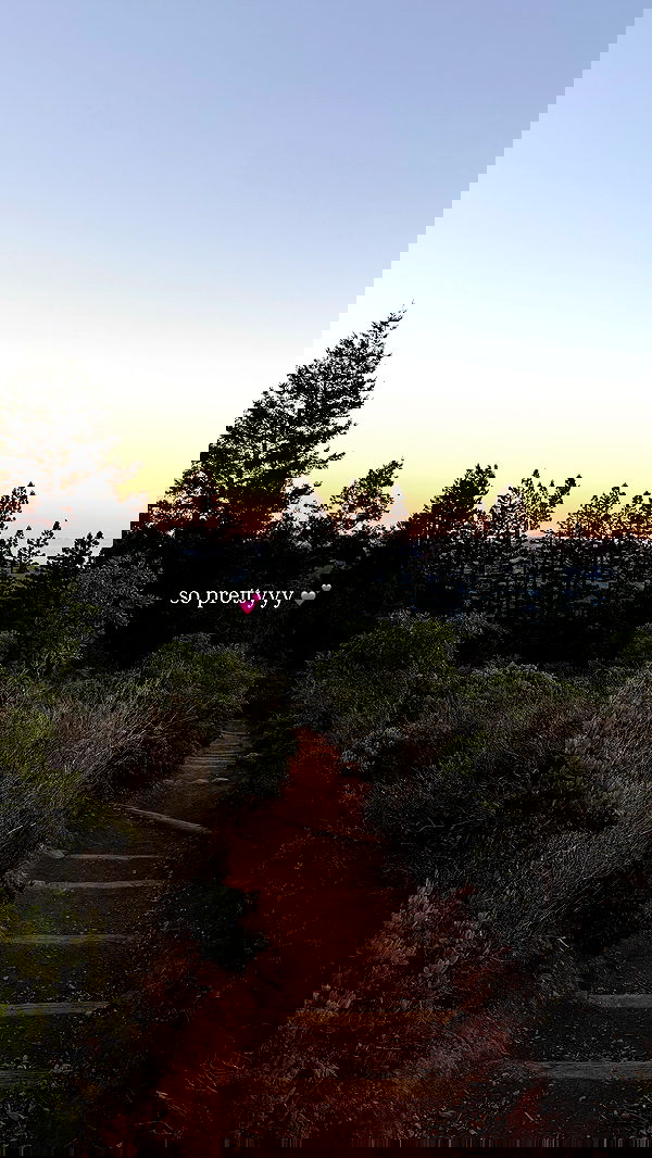 carolinezalog carolinezalog archive image