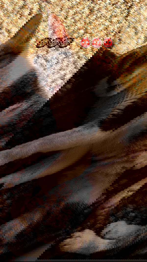 cata.leyah image ~ Altpins