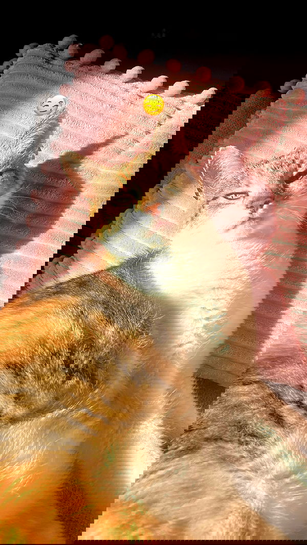 cata.leyah image ~ Altpins