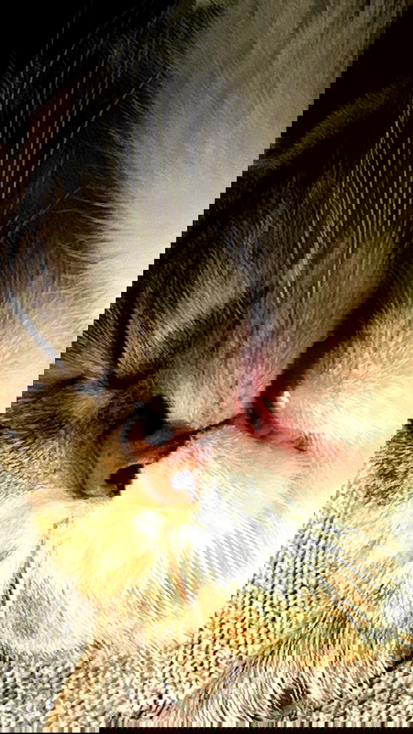 cata.leyah image ~ Altpins