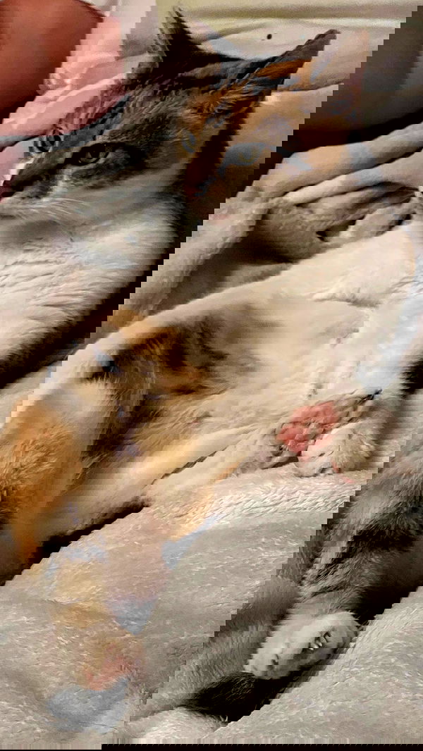 cata.leyah image ~ Altpins