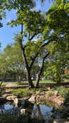 celestediconzoo Altpins Profile Picture