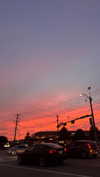celestediconzoo Altpins Profile Picture