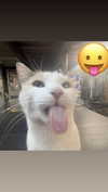 cellow111 Altpins Profile Picture