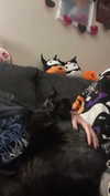 charleygrayyy Altpins Profile Picture