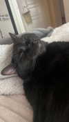 charleygrayyy Altpins Profile Picture
