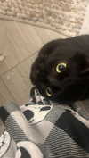 charleygrayyy Altpins Profile Picture
