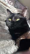 charleygrayyy Altpins Profile Picture