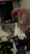charleygrayyy Altpins Profile Picture