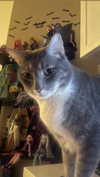 charleygrayyy Altpins Profile Picture