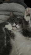 charleygrayyy Altpins Profile Picture