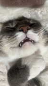 charleygrayyy Altpins Profile Picture