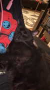 charleygrayyy Altpins Profile Picture
