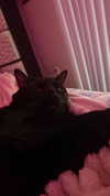 charleygrayyy Altpins Profile Picture
