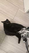 charleygrayyy Altpins Profile Picture