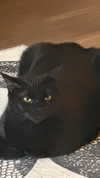 charleygrayyy Altpins Profile Picture
