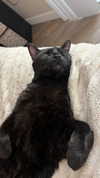 charleygrayyy Altpins Profile Picture