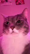 charleygrayyy Altpins Profile Picture