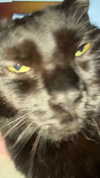 charleygrayyy Altpins Profile Picture