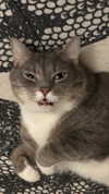 charleygrayyy Altpins Profile Picture