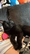 charleygrayyy Altpins Profile Picture