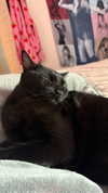 charleygrayyy Altpins Profile Picture