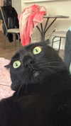 charleygrayyy Altpins Profile Picture