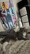 charleygrayyy Altpins Profile Picture