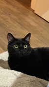 charleygrayyy Altpins Profile Picture