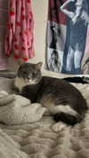 charleygrayyy Altpins Profile Picture