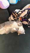 charleygrayyy Altpins Profile Picture